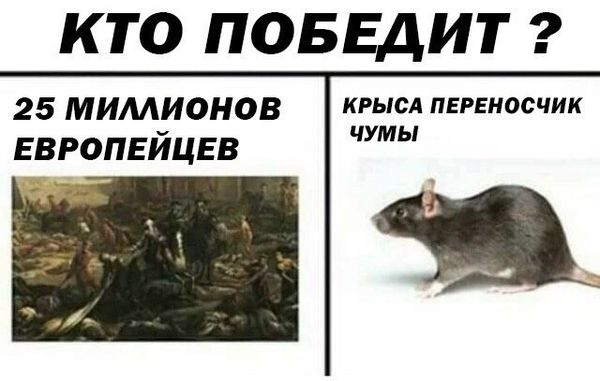Дератизация от грызунов от крыс и мышей в Калининграде