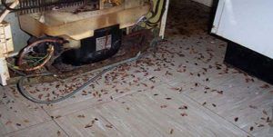 Поморить тараканов в квартире в Калининграде, цены
