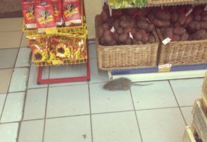 Дезинфекция от грызунов, крыс и мышей в Калининграде
