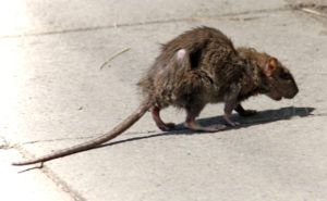 Фирма по уничтожению грызунов, крыс и мышей в Калининграде