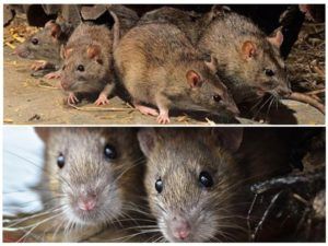 Травить грызунов крыс и мышей в Калининграде
