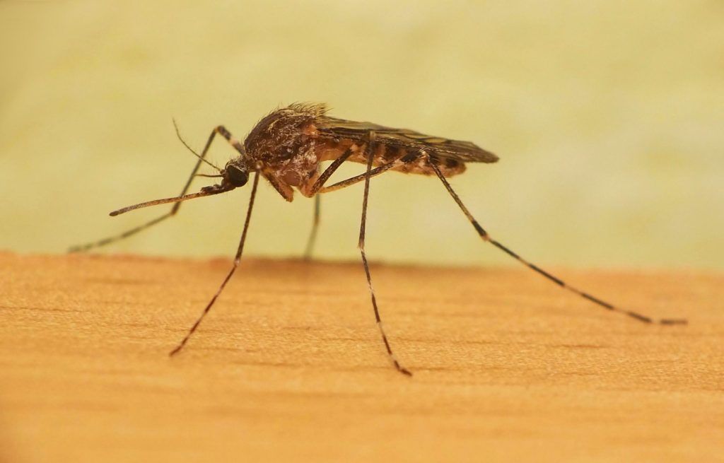 Уничтожение комаров в Калининграде