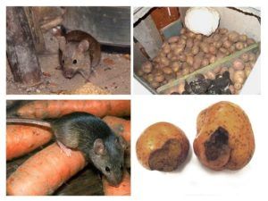 Служба по уничтожению грызунов, крыс и мышей в Калининграде