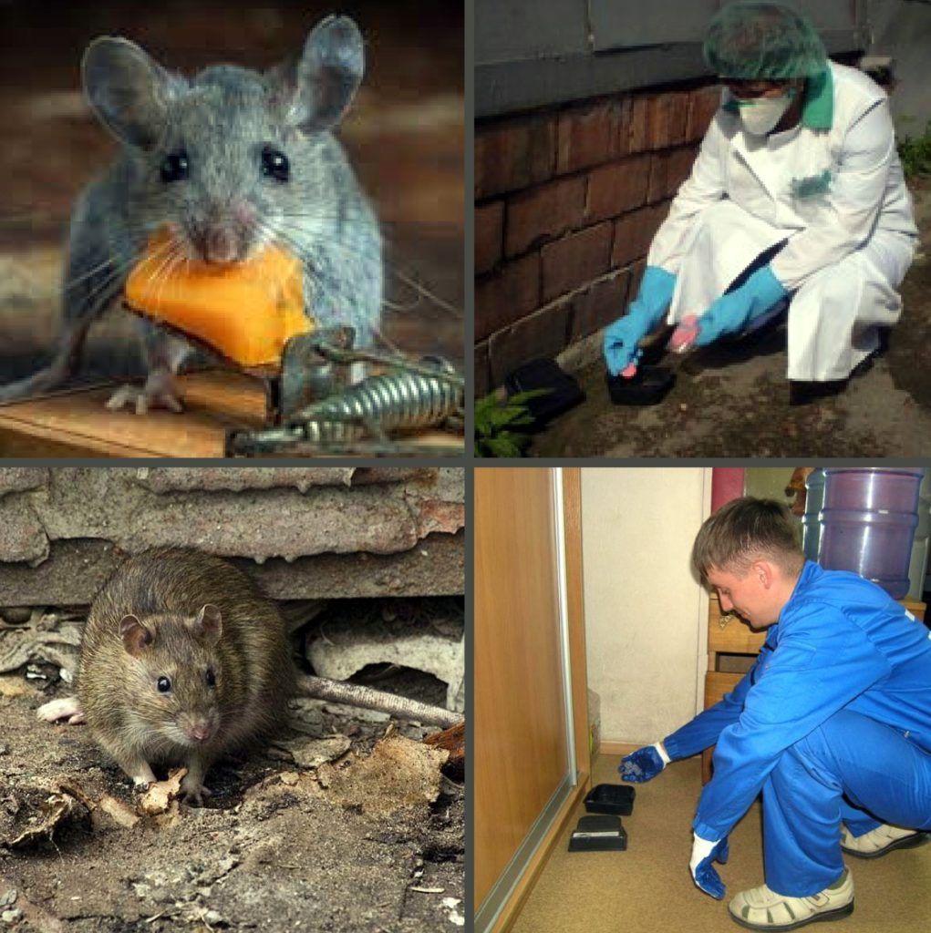 Дезинфекция от грызунов, крыс и мышей в Калининграде