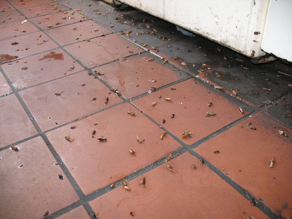 Уничтожение тараканов в квартире в Калининграде 