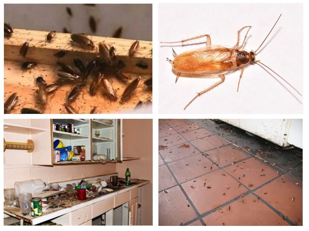 Морить тараканов в квартире в Калининграде, цены