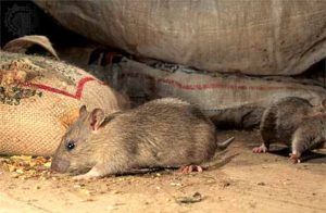Дератизация от грызунов от крыс и мышей в Калининграде