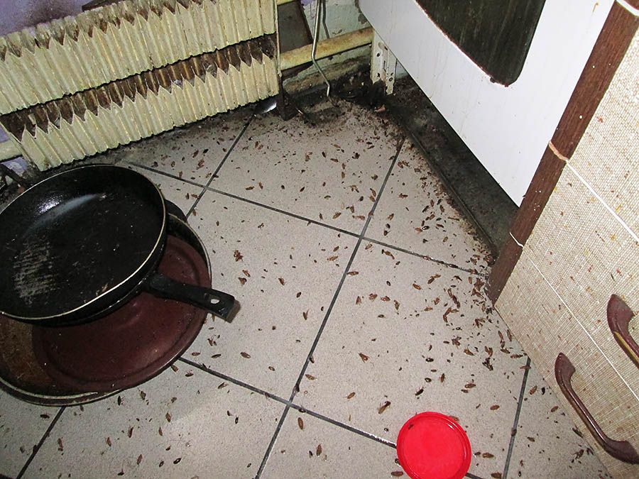 Санэпидемстанция от тараканов в Калининграде, вызвать, цены